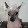 ‎Sandy Jennings's Chinese Crested Hairless Dog, Running Shoe For Women- Free Shipping